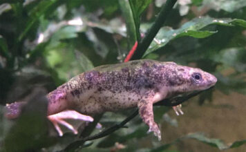 Zoo Ostrava představuje nové druhy v Pavilonu evoluce