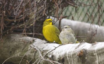 Jak si vede projekt podporovaný Zoo Ostrava Proyecto Cardenal Amarillo na záchranu kardinálovců zelených?