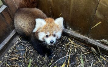 Dvojčata pand červených v Zoo Ostrava