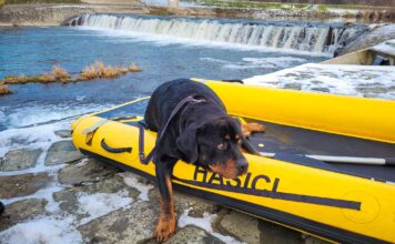 Jako na pustém ostrově se ocitl pes na ostrůvku v řece Olši