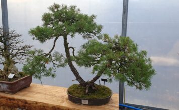 Zoo Ostrava nabízí nově komentované prohlídky zaměřené na kolekci bonsají