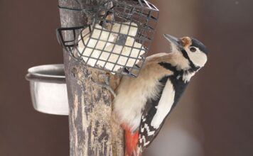 Biodiverzita v Zoo Ostrava: Teď je správný čas, kdy je potřeba přírodě pomoci.
