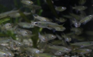 První mládě roku 2024 v Zoo Ostrava: kriticky ohrožená ryba ze Sulawesi