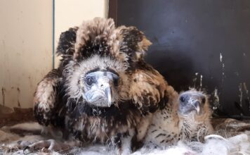 V Zoo Ostrava se podařilo odchovat další mláďata nejohroženějšího supa Evropy