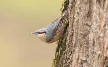 Biodiverzita Zoo Ostrava: Do zoo přichází jaro