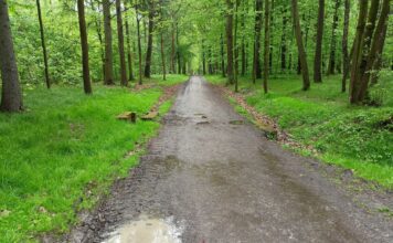 Lesní cesty ve Staré Bělé v oblasti Bělského lesa se dočkají obnovy