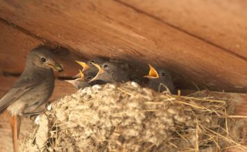 Biodiverzita Zoo Ostrava: Rehek domácí a rehek zahradní