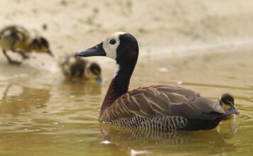Dvě desítky mláďat husiček ve výběhu plameňáků