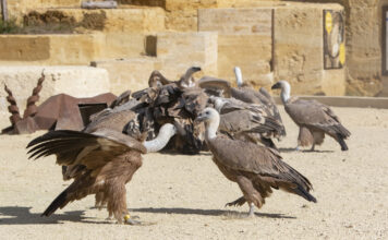 Operace zlomeného křídla u samice supa bělohlavého