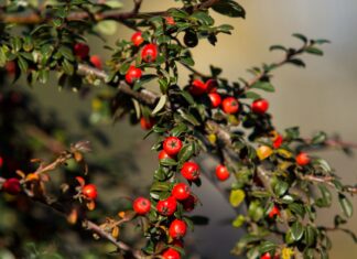 Podzimní plody v Zoo Ostrava