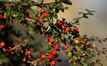 Podzimní plody v Zoo Ostrava