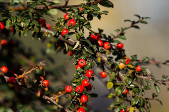 Plody skalníku_foto D.Kubala