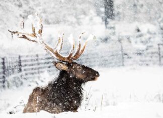 Pohádkově zasněžená Zoo Ostrava