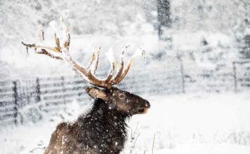 Pohádkově zasněžená Zoo Ostrava