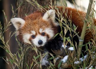 Od Štědrého dne po Nový rok: Prožijte sváteční dny v Zoo Ostrava