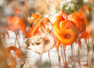 V Zoo Ostrava uhynul nejstarší plameňák