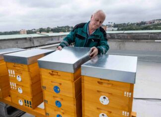 Včelařit v Ostravě je radost!